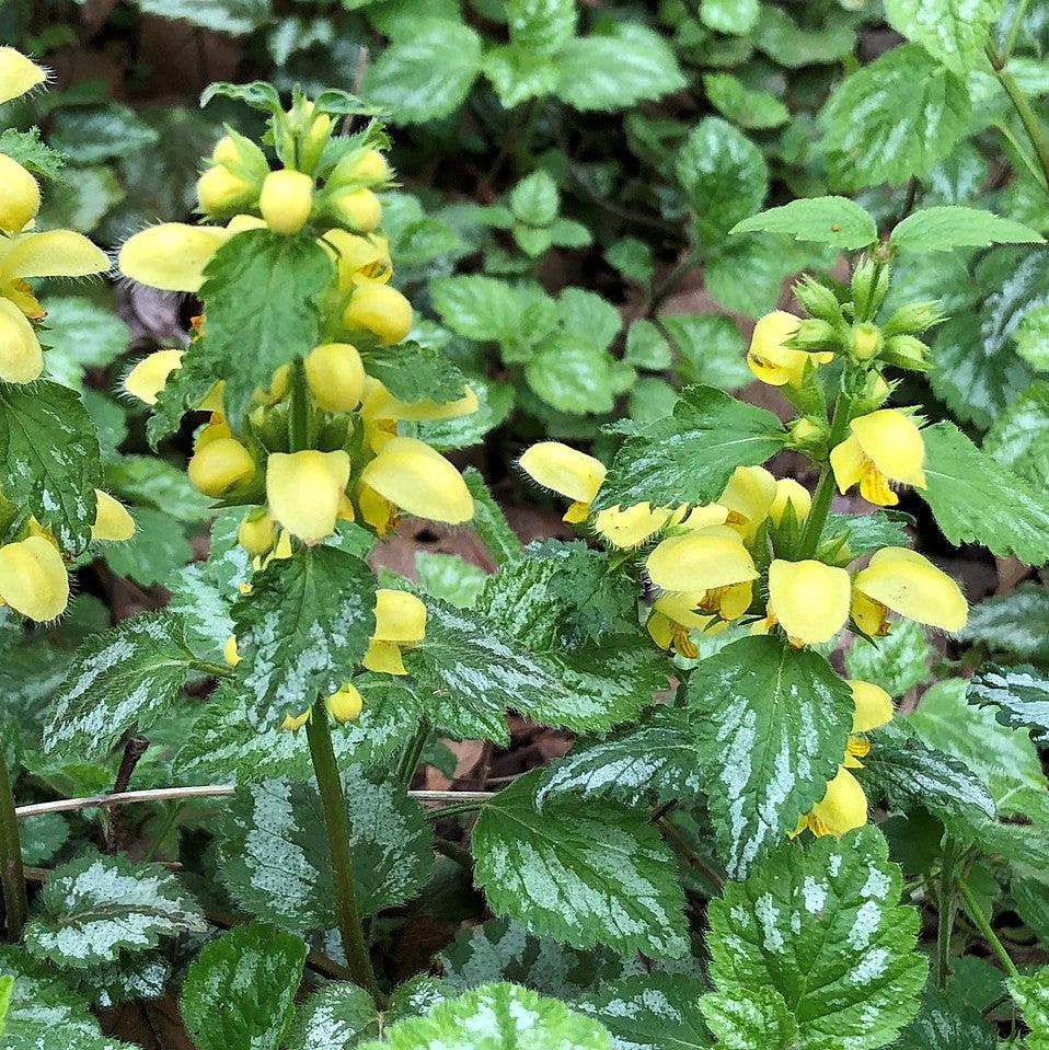 Lamiastrum galeobdolon - Variegated Yellow Archangel