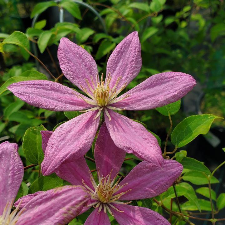Clematis - Sally™ Clematis