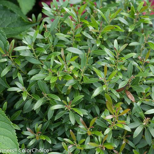 Ilex glabra - Gem Box® Inkberry Holly