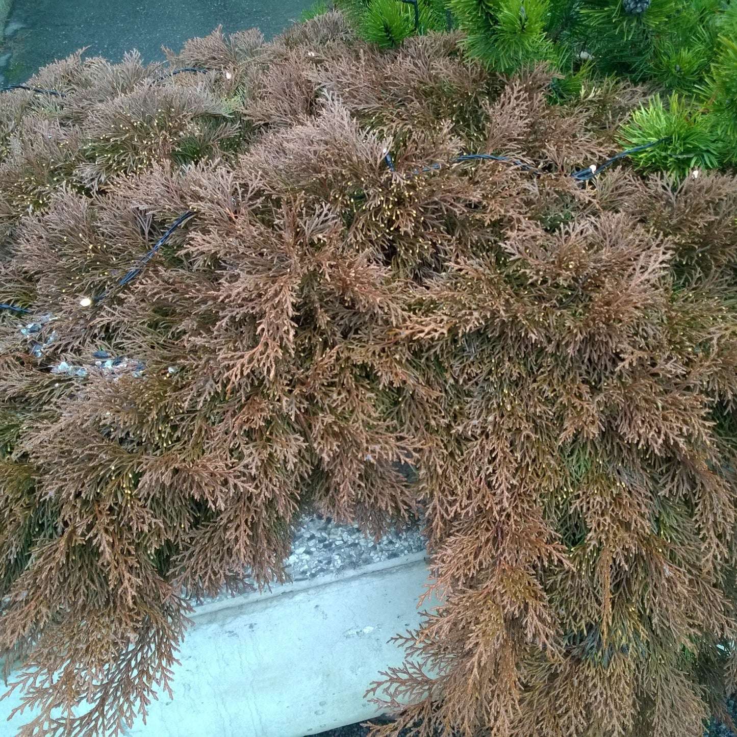 Microbiota decussata - Siberian Cypress, Russian Arborvitae