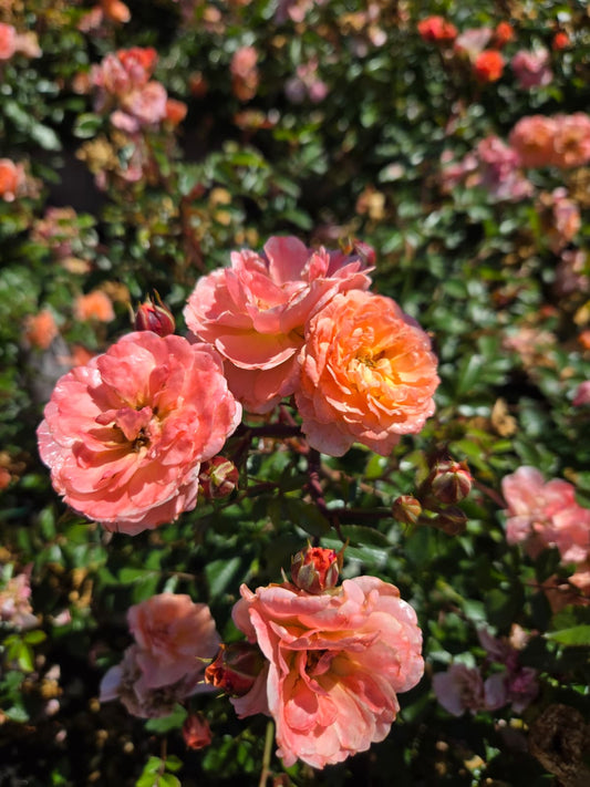 Rosa - Peach Drift® Rose