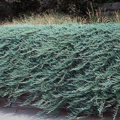 Juniperus horizontalis - Bar Harbor Juniper