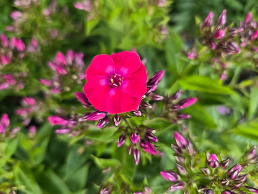 Phlox paniculata - Volcano® Lipstick Phlox