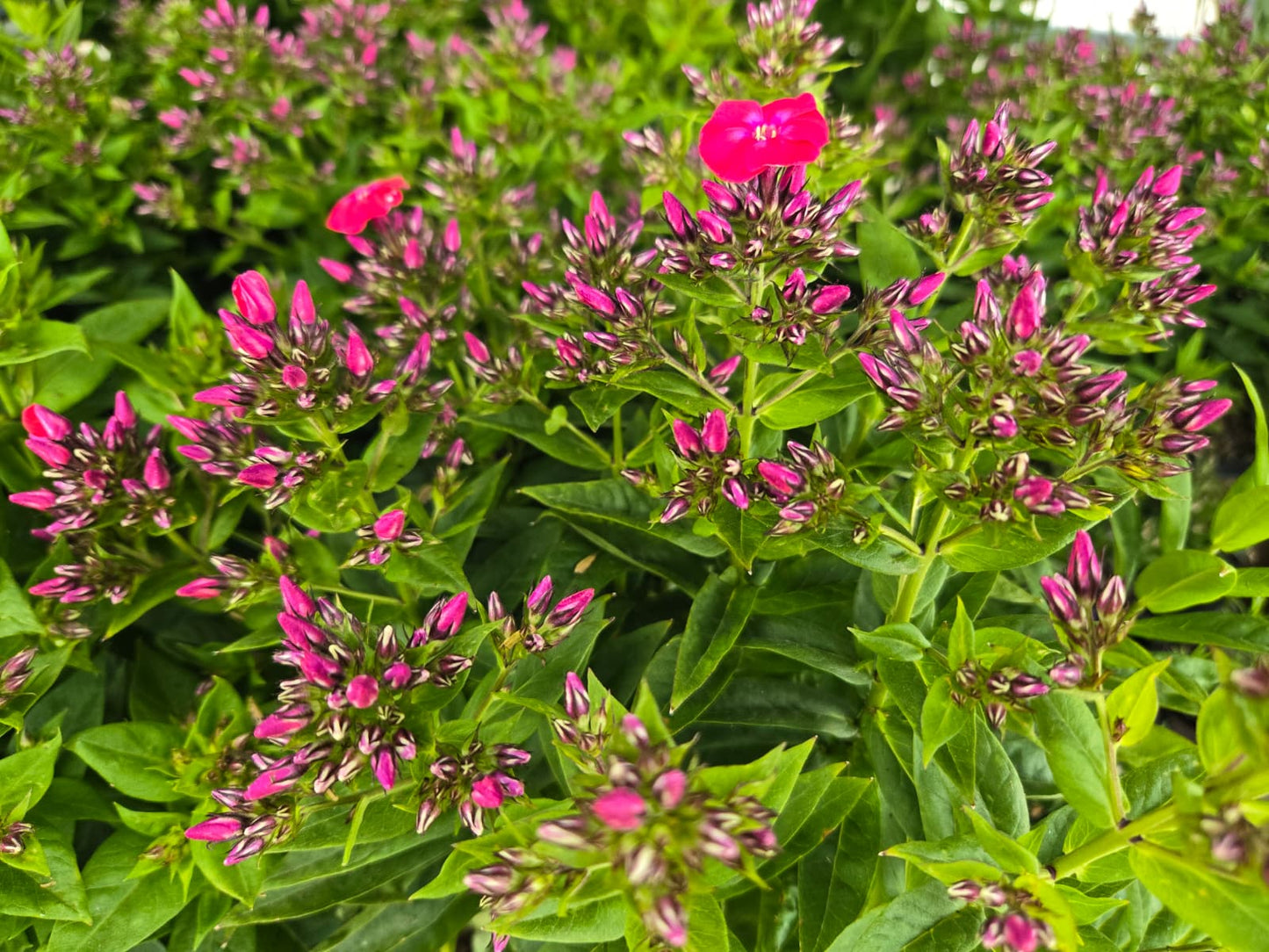 Phlox paniculata - Volcano® Lipstick Phlox
