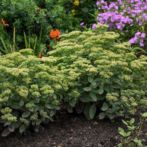 Sedum 'Lemonjade’ - Rock 'N Grow® Lemonjade Stonecrop