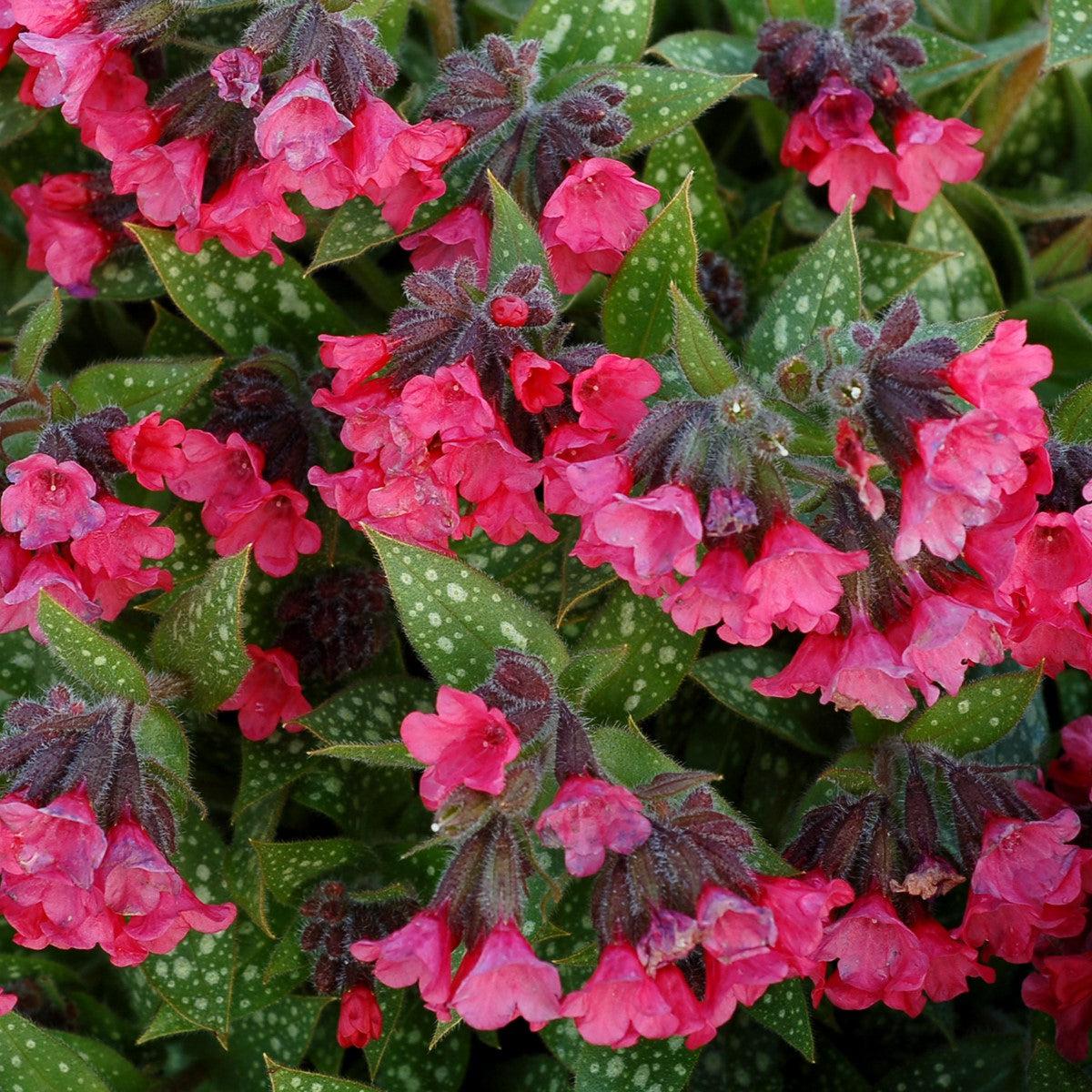Pulmonaria - Shrimps on the Barbie Lungwort