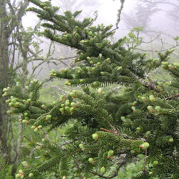 Abies fraseri - Fraser Fir