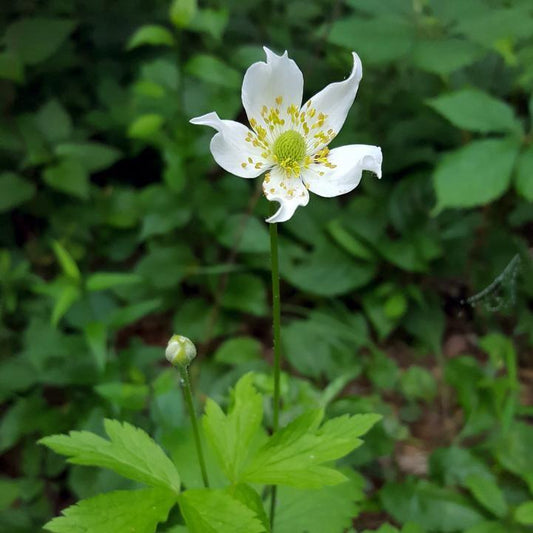 Anemone virginiana - Tall Thimbleweed