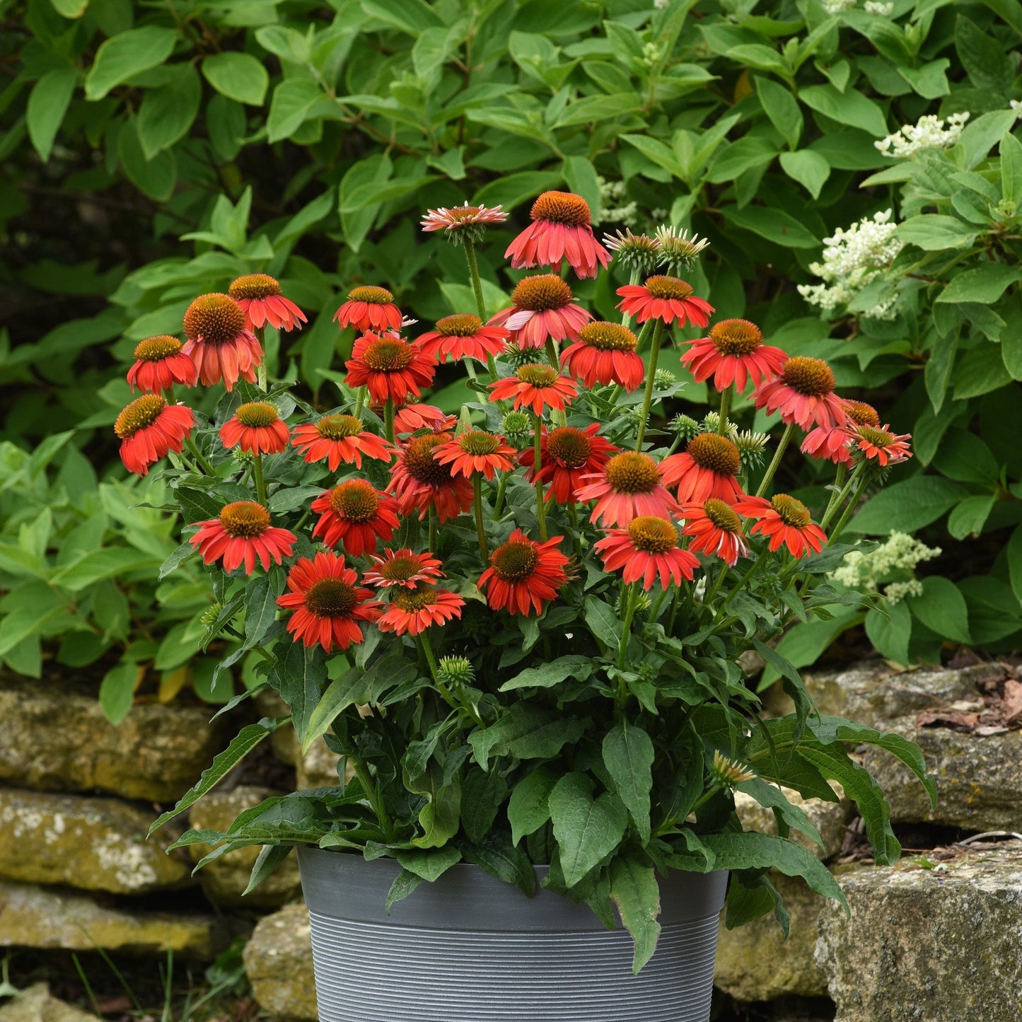 Echinacea - Artisan™ Red Ombre Coneflower