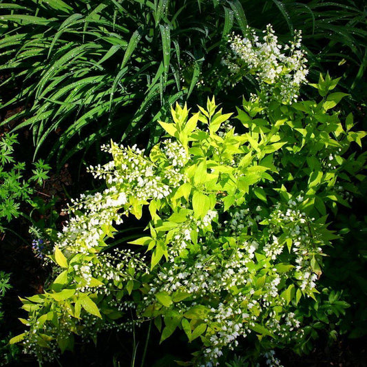 Deutzia gracilis - Chardonnay Pearls® Deutzia