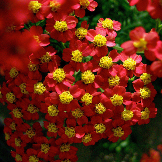 Achillea millefolium - Strawberry Seduction Yarrow