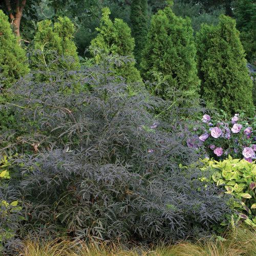 Sambucus nigra 'Eva' - Black Lace® Elderberry