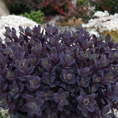 Sedum rupestre - Sedum Sunsparkler® Plum Dazzled