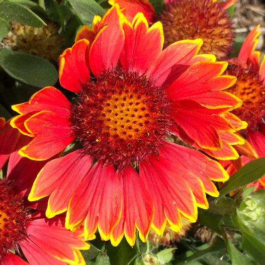 Gaillardia aristata 'Bargaispinor' - Spintop™ Orange Halo Blanket Flower