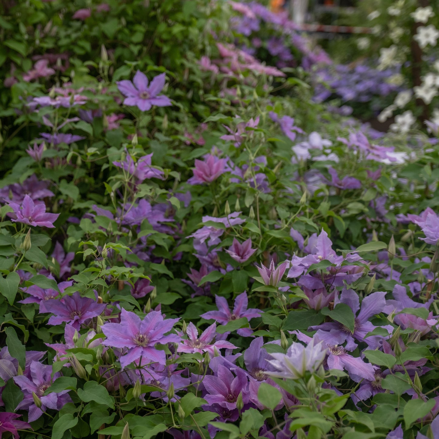 Clematis - Tumaini™ Clematis