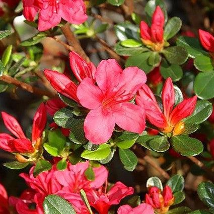 Hino Crimson Azalea