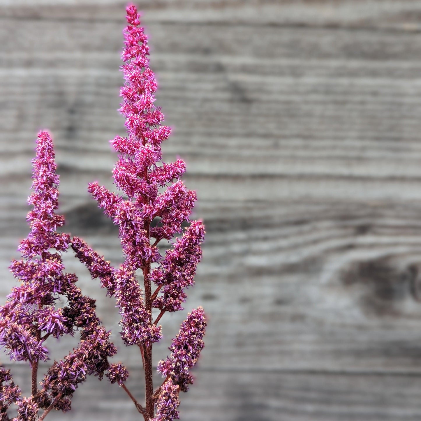 Astilbe chinensis - Vision in Red Chinese Astilbe