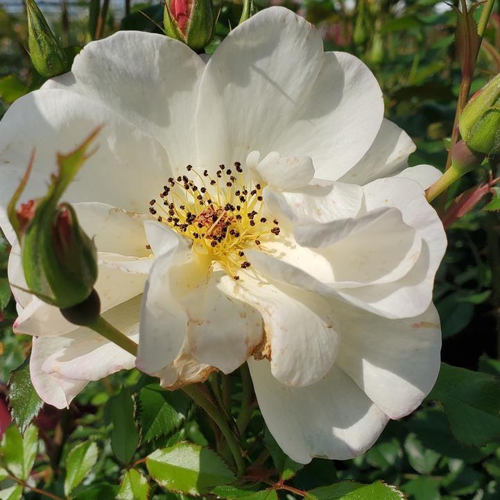 Rosa -Easy Elegance® Oscar Peterson™ Rose