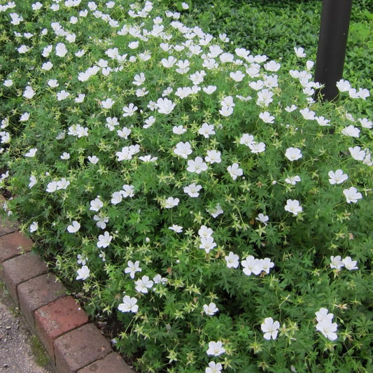 Geranium sanguineum 'Album' - White Bloody Cranesbill