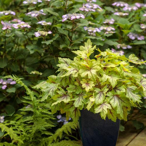 x Heucherella ‘Eye Spy’ - Fun and Games® Eye Spy Foamy Bells