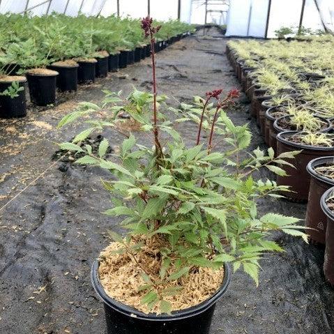 Astilbe x arendsii - Fanal Astilbe