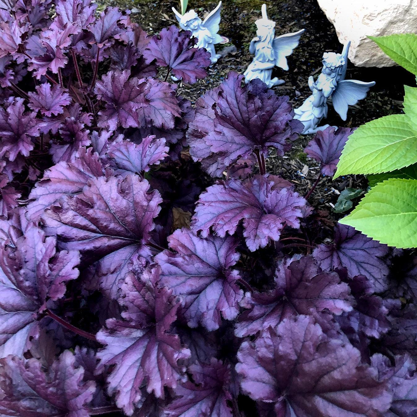 Heuchera x - Forever® Purple Coral Bells