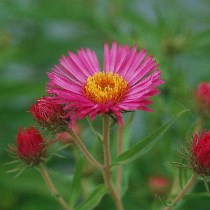 Aster novae-angliae - Alma Potchke New England Aster