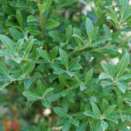 Ilex glabra - Squeeze Box® Inkberry Holly