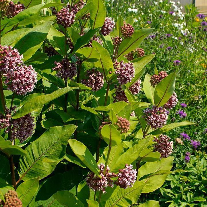 Asclepias syriaca - Common Milkweed