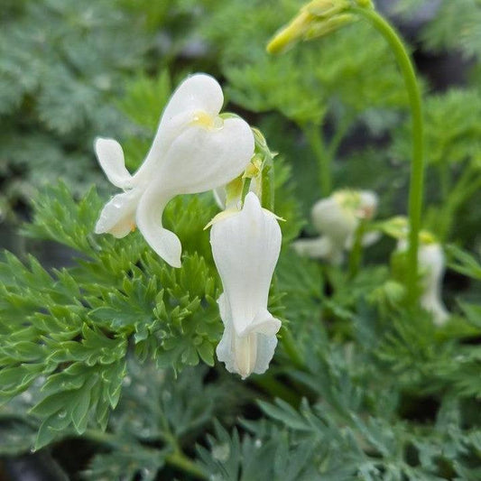 Dicentra - White Diamonds Fern-Leaf Bleeding Heart