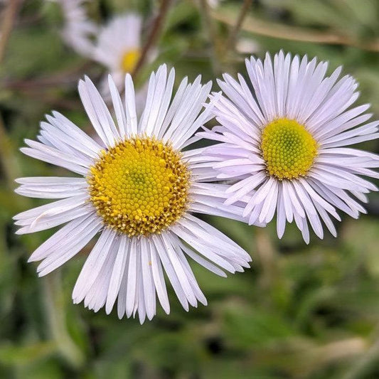 Erigeron pulchellus var. pulchellus - Lynnhaven Carpet Robin's Plantain