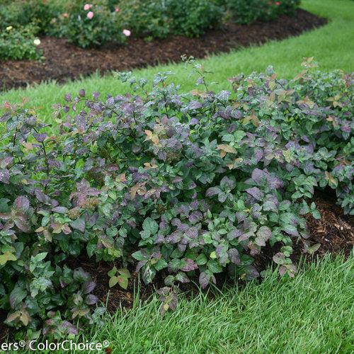 Spiraea x - Double Play® Blue Kazoo Spirea