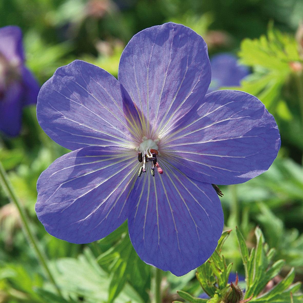 Geranium - Johnson's Blue Cranesbill