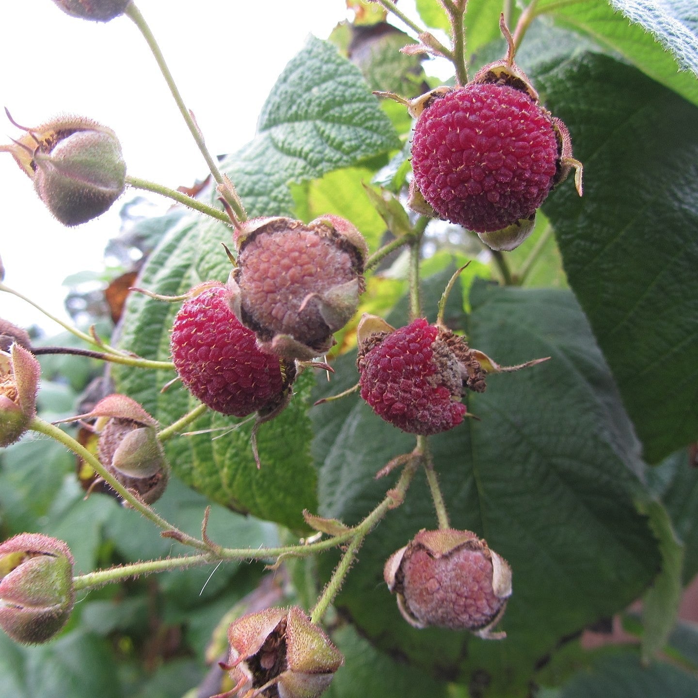Rubus odoratus - Flowering Raspberry