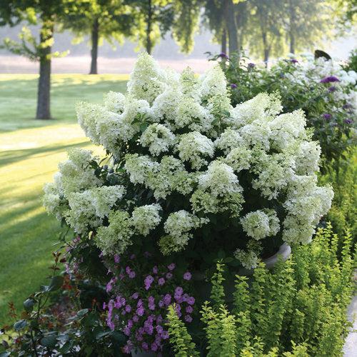 Hydrangea paniculata - Proven Winners® Color Choice® Bobo® Hydrangea