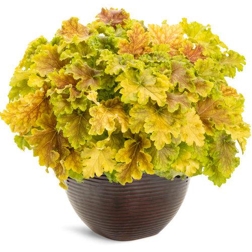 Heuchera - PW® Dolce® Apple Twist Heuchera