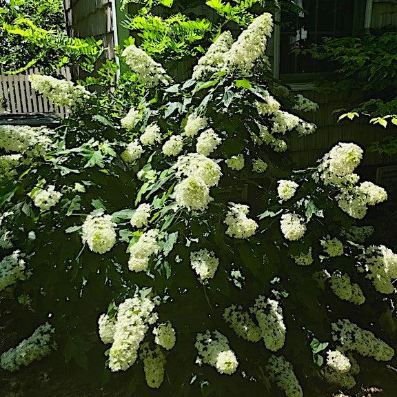 Hydrangea quercifolia - Snowcicle Hydrangea