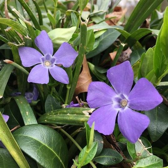 Vinca minor - Bowles Periwinkle