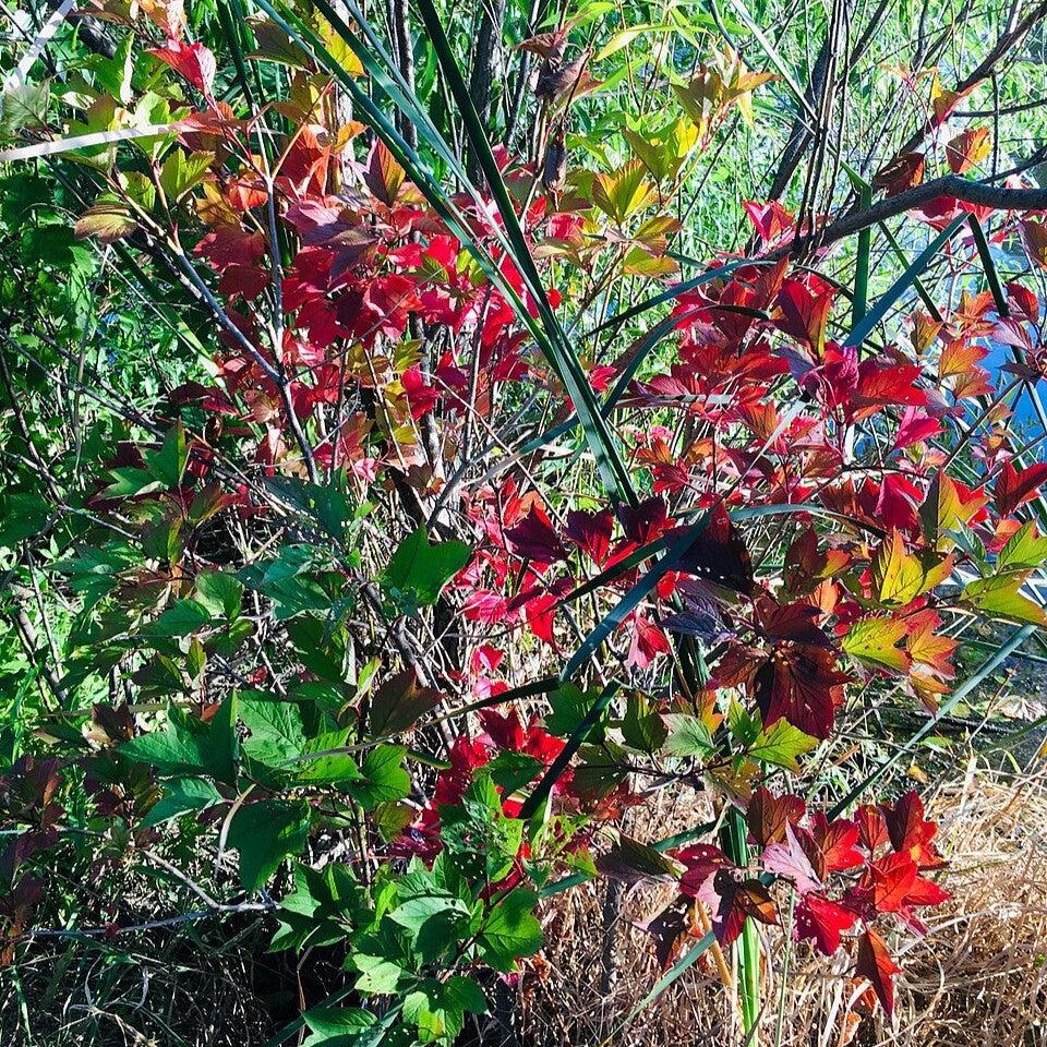 Gaylussacia baccata - Black Huckleberry