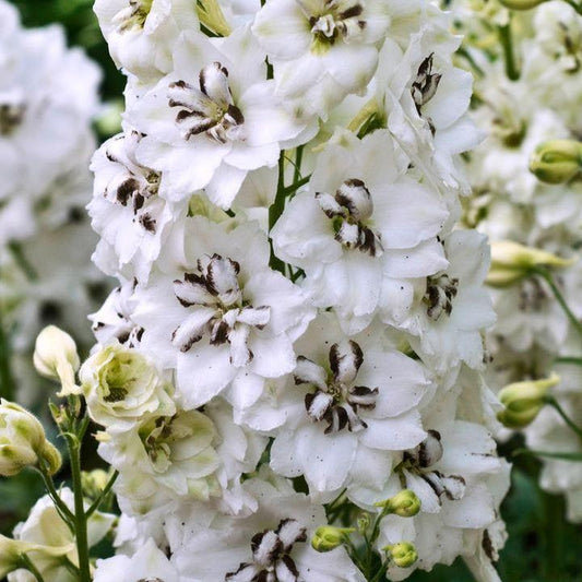 Delphinium x - Black Eyed Angels Delphinium
