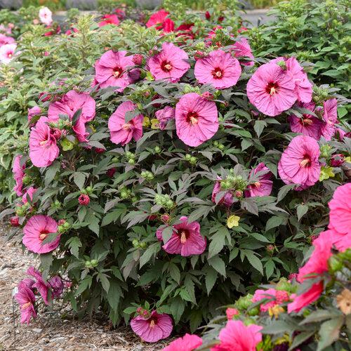 Hibiscus - Summerific® Berry Awesome Hibiscus