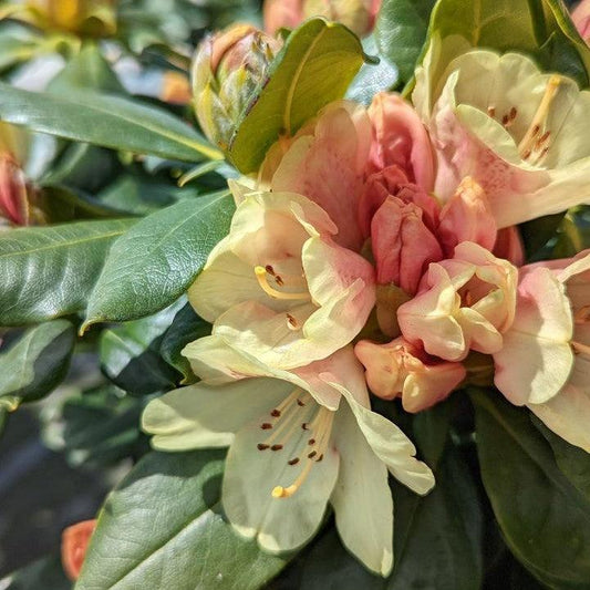 Rhododendron yakushimanum Miyama - Gold Prinz