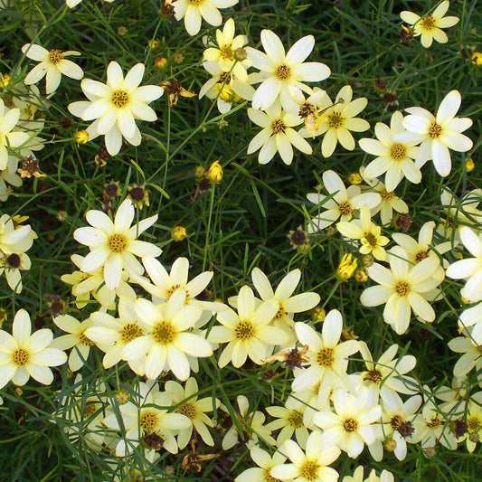 Coreopsis verticillata - Moonbeam Threadleaf Coreopsis