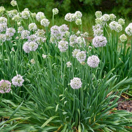 Allium ‘Bobblehead’ - Bobblehead Ornamental Onion