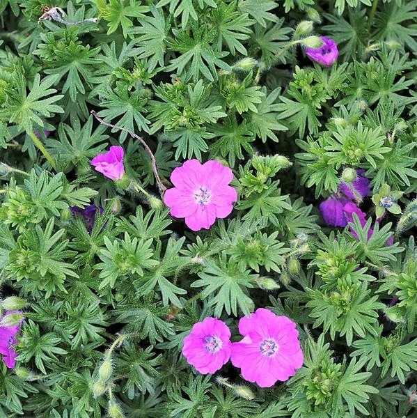 Geranium sanguineum - Max Frei Bloody Cranesbill