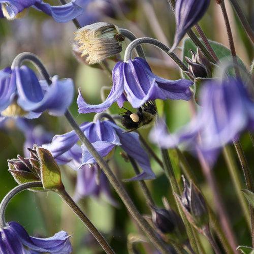 Clematis - Stand By Me