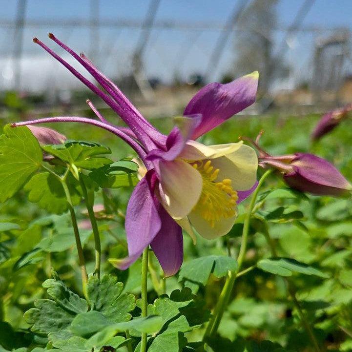 Aquilegia - Earlybird™ Purple Yellow Columbine
