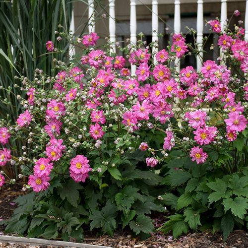 Anemone hybrid - PW® Fall in Love® Sweetly Anemone