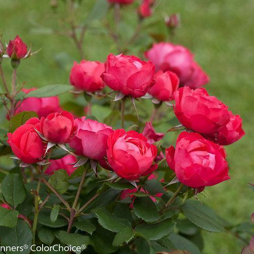 Rosa - OSO Easy® Double Red Rose