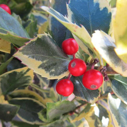 Ilex x meserveae - Honey Maid™ Holly